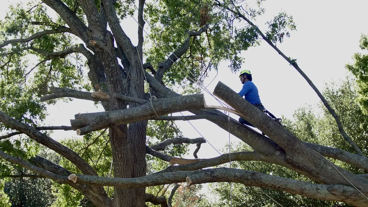Professional Crown Thinning performed by certified arborists in Pine Village