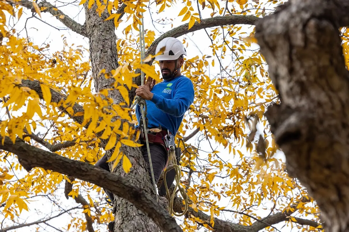 Skilled Tree Planting crew working in Pine Village