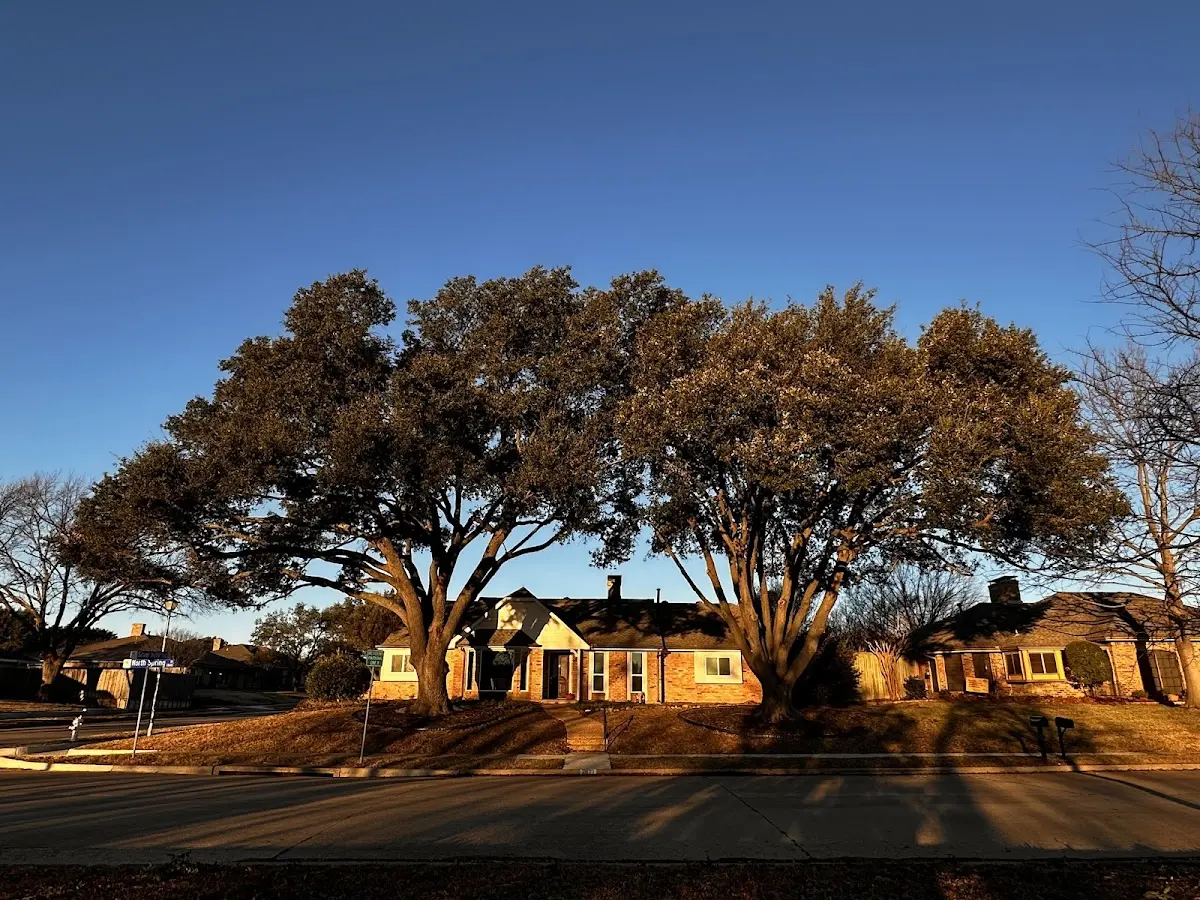 Established residential canopy tree shading a home in Pine Village